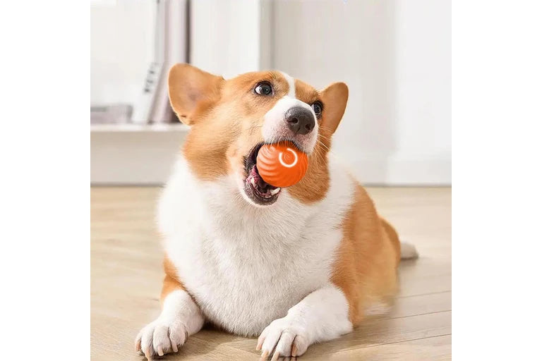 Rolling Fun Ball